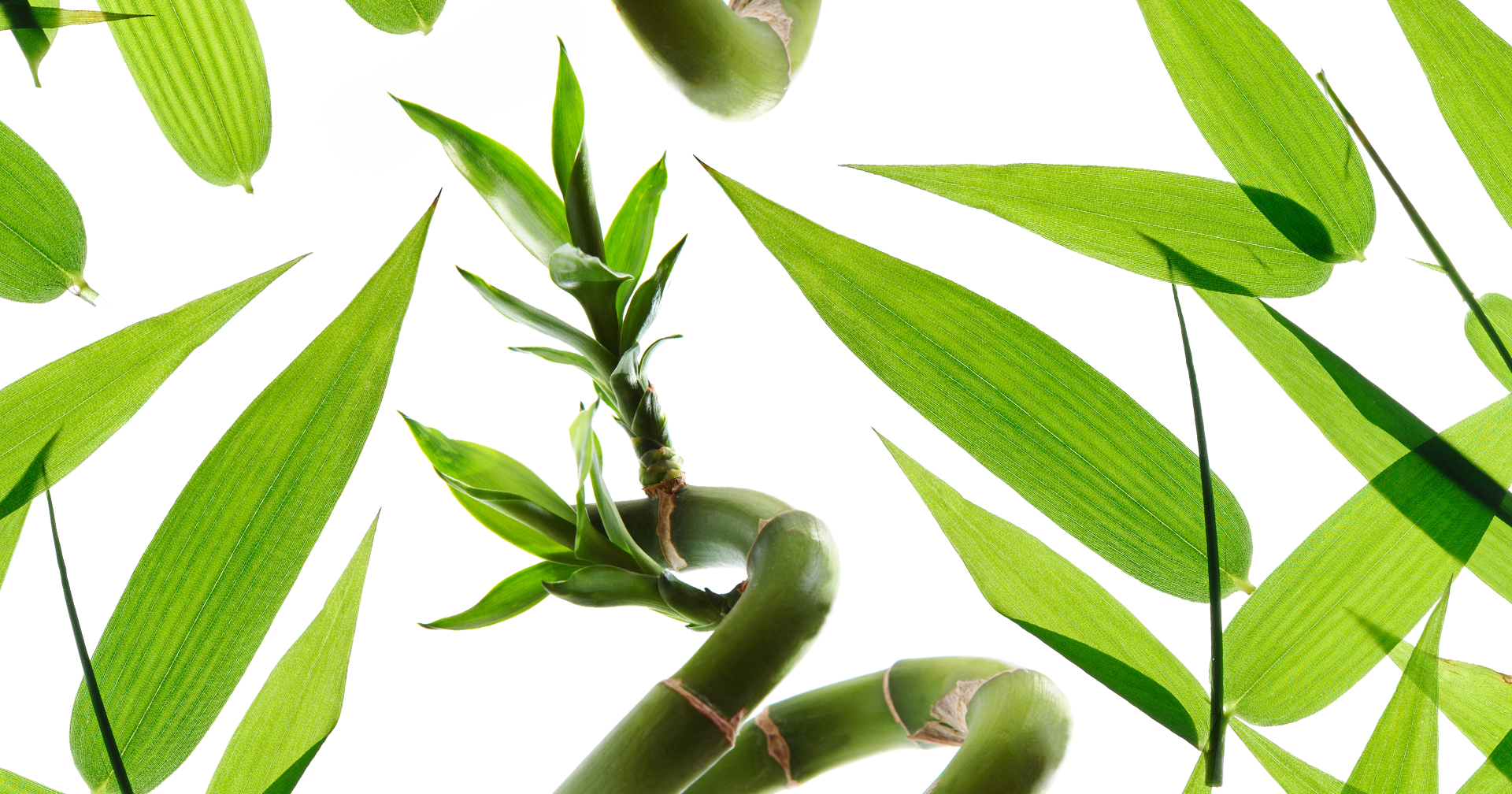 große bananenpflanze XXL Bananenpflanze kaufen – Green Me Up main image 0